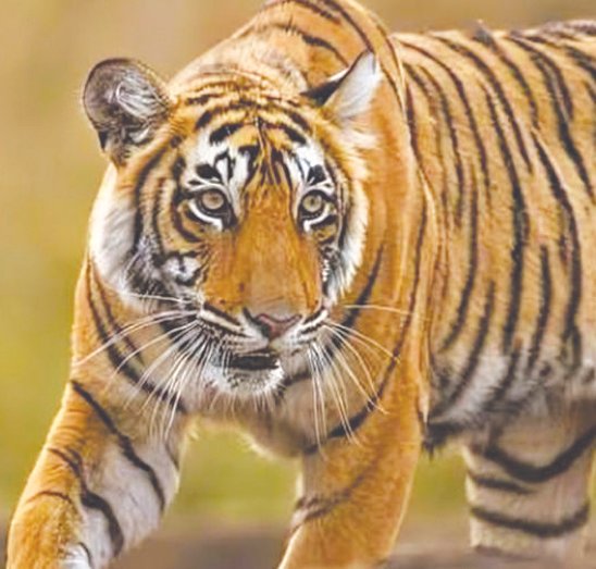 Tigress Linked to Three Deaths Captured in Amravati