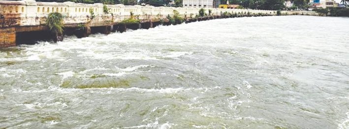 Sudden Cauvery Discharge Leaves Six Cattle Stranded Near Srirangapatna, Rescued