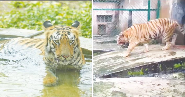 18-Year-Old Tigress Bijalee Dies at Sanjay Gandhi National Park After Prolonged Health Decline