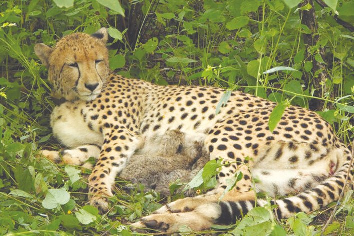 Four Cubs Born to India-Born Cheetah at Kuno National Park