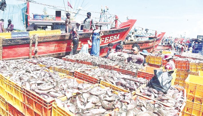 Shivakumar orders probe into halt of fish trade at Mangaluru harbour