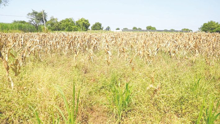 Maharashtra Seeks Maximum Central Relief as Drought Assessment Team Reviews Crop Damage