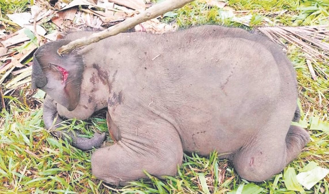 One-Year-Old Elephant Calf Found Dead in Sullia Plantation