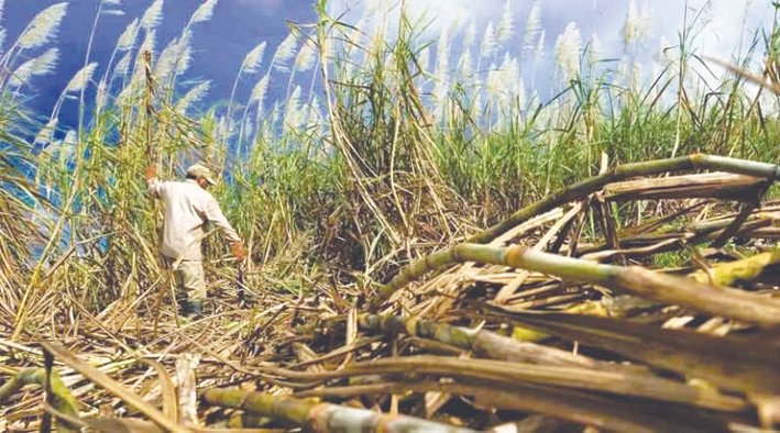 Karnataka govt, sugarcane farmers move closer to price agreement; harvesting appeal made