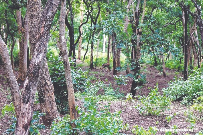 ANEC Trust Seeks Time-Bound Probe into Repeated Sandalwood Thefts in Kerala