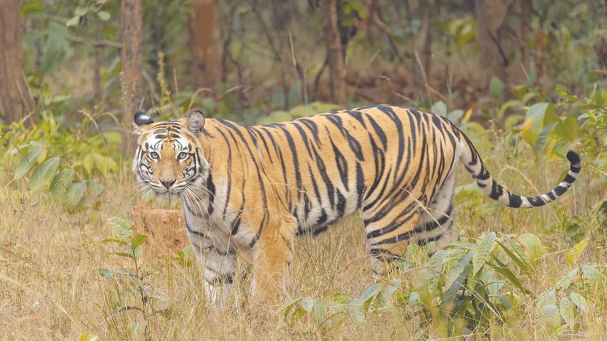 Two Killed, Cattle Herder Critically Injured in Three Tiger Attacks in Maharashtra's Chandrapur